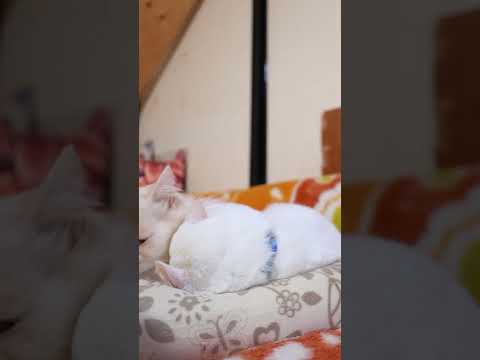 ヌードルフィット シーフード味　260215　のせ猫　 cat cute ねこ　 猫のいる暮らし　 ネコ　 cutec… サムネイル