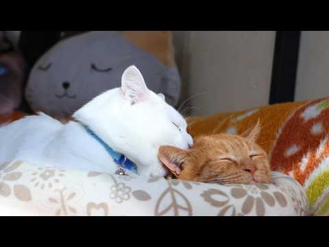 麦茶をぺろぺろしらたま　260221 サムネイル