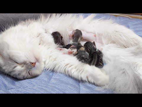 めるちゃんが母親になりました【スコティッシュフォールド】