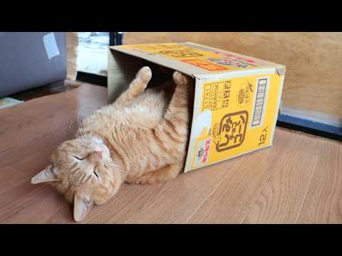 しみチョココーンの箱と麦茶　box and cat　260519 サムネイル