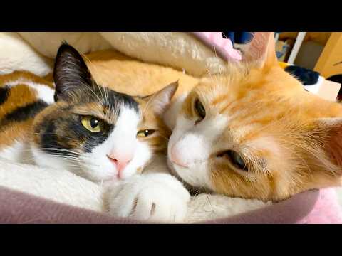 ベルちゃんがロビンにまるでお姫様のように甘やかされて寝ていました…。 サムネイル