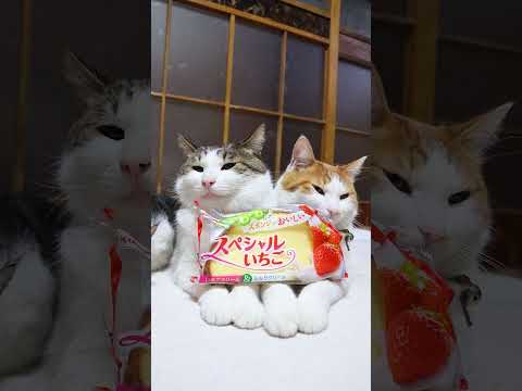 スペシャルいちご　260410　のせ猫　 cat　 cute　 猫のいる暮らし　 kitten　 kitty　 ねこ… サムネイル