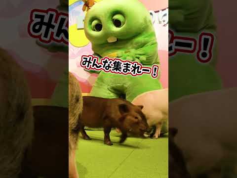【DMMかりゆし水族館】ガチャピンの沖縄での１日♪【沖縄旅行】shorts 水族館 沖縄 かりゆし水族館 サムネイル