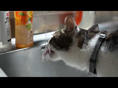 蛇口から水飲みさばじろう　260306 サムネイル