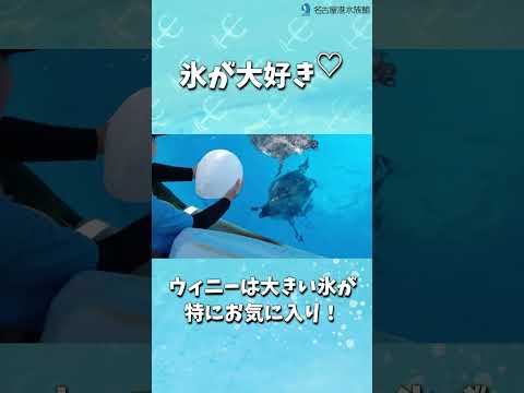 Let’s play!　名古屋港水族館　shorts