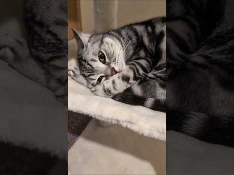 アメショーのラッテ アメショ アメリカンショートヘア 猫と暮らす家猫との暮らし猫