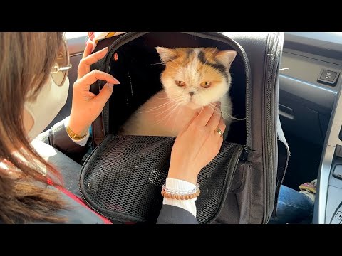 猫は液体 がライブ配信中！ サムネイル