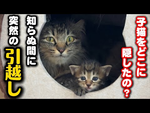 ペットカメラに映らない子猫。突然引越ししてました サムネイル