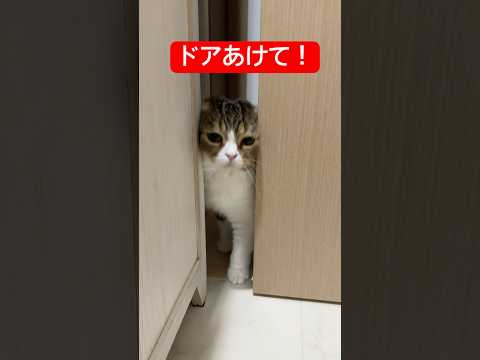 絶対侵入してくる猫 猫のいる暮らし  ぽこ太郎 ねこ 猫 ネコ 猫好きさんと繋がりたい cat 子猫 サムネイル