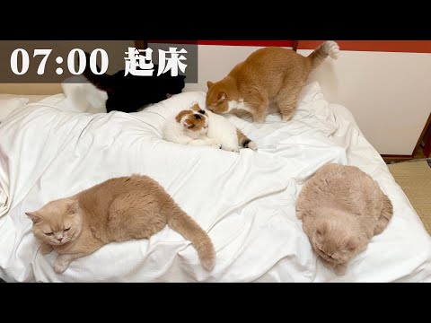 AM7:00から始まる母のルーティン｜家事、猫6匹のお世話、趣味の時間を全部見せます サムネイル