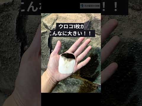 コズミン麟～オーストラリアハイギョ～  shots 名古屋港水族館 サムネイル