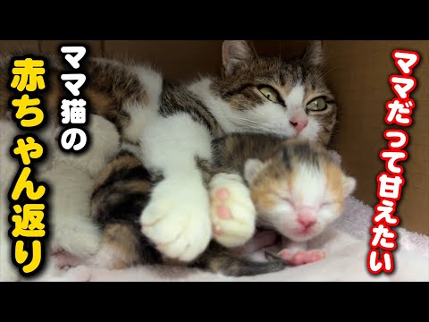 こんな事ある⁈ママ猫の赤ちゃん返り サムネイル