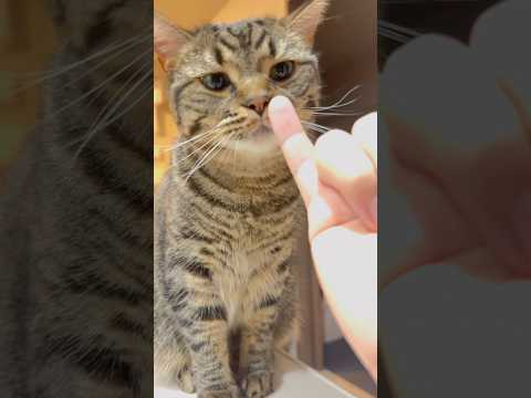 愛猫に『スリスリ』して欲しいパパwww #cat #猫
