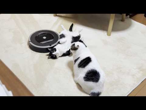 「くつろぐ邪魔やな」と思う猫と「掃除の邪魔やな」と思うルンバ サムネイル