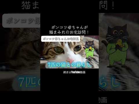 お宅訪問⁈ 続きはYouTube動画cats shorts 球太 サムネイル