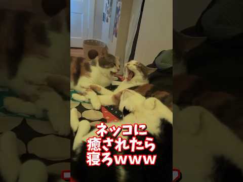 ネッコの動画で癒されたら寝ろｗｗｗ　2ch  動物  猫 癒やし ねこ動画 サムネイル