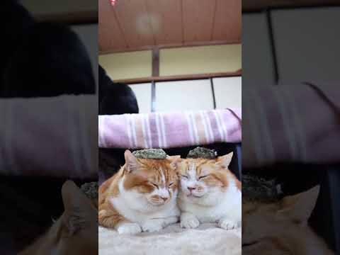アワビの貝殻　　260207　のせ猫　あわび　 cat cute ねこ　 ネコ　 猫のいる暮らし　 cutecat… サムネイル