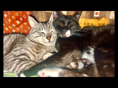 99%が5分で眠くなる😴 猫のゴロゴロCAT×Water Wood ASMR サムネイル