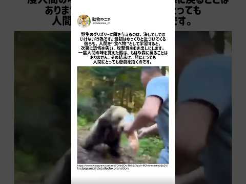 熊が人間の味を覚える瞬間 サムネイル