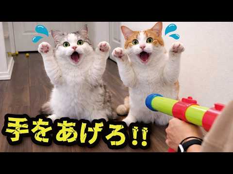 おもちゃの銃を猫たちに向けてみたら… サムネイル