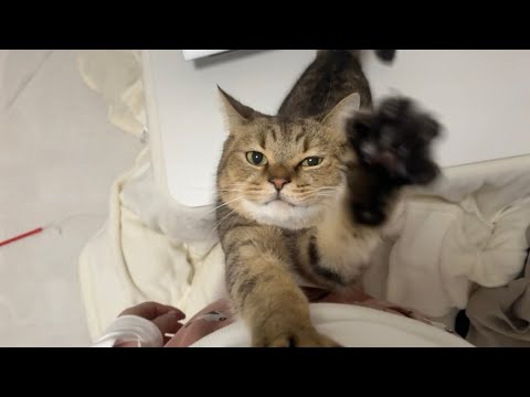 飼い主の行動を先読みしてストップをかける猫 サムネイル