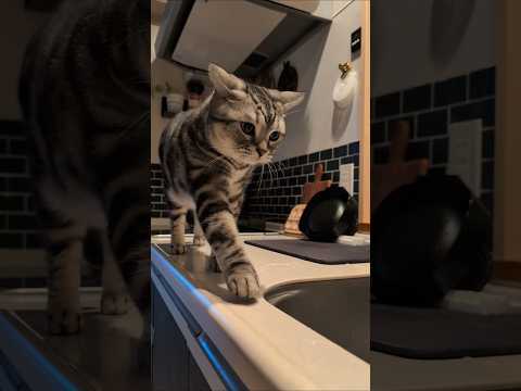ダメってゆっても登るよね😂 アメショーのラッテ アメリカンショートヘア アメショ＃猫との暮らし猫と暮らす家猫 サムネイル