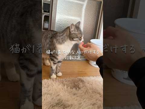 猫が1番大切な人にだけする行動3選 猫 ねこのいる生活 ねこ 猫のいる暮らし 保護猫 猫動画 ねこ動画 雑学 豆知識… サムネイル