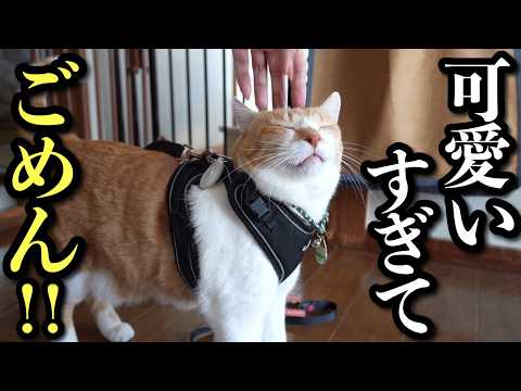 これが猫の破壊力！猫を飼うと人間の生活はこうなります サムネイル