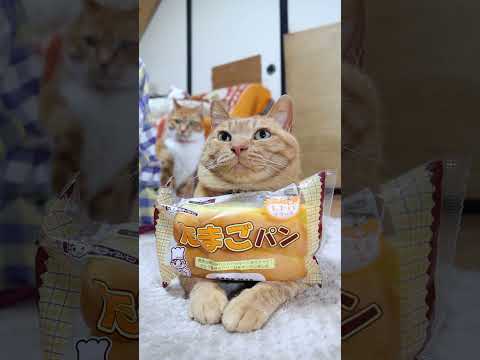 たまごパン　260425　のせ猫　たまごパン　 cat　 猫　ねこ  チャトラ　 猫のいる暮らし　 茶トラ　 cute サムネイル