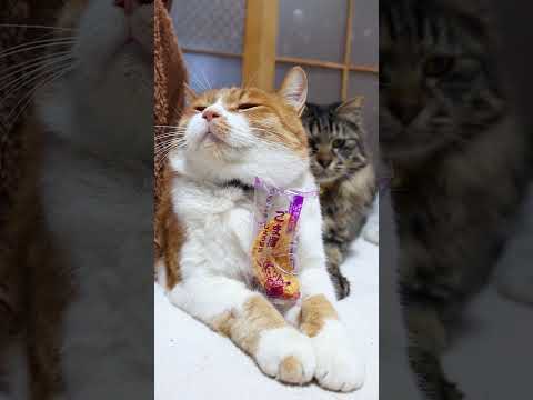 ばかうけ(ごま揚)　260609　 cat のせ猫 cute　 lifeisbutadream ばかうけ cuteca…
