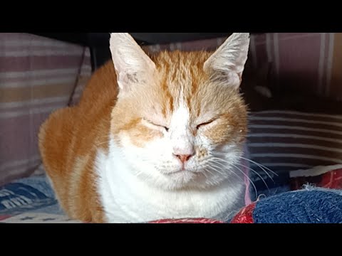 こたつのうずまき　かご猫 Blog がライブ配信中！　2025年12月20日