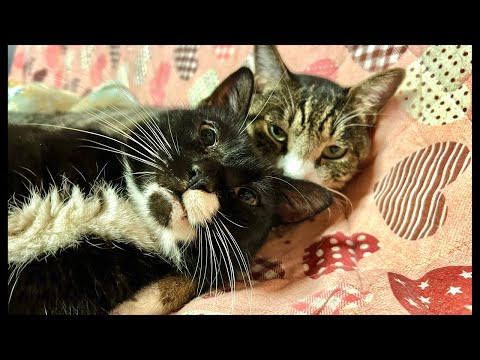 99%が5分で眠くなる😴 ｜猫×水の音｜Deep Relax｜Cat Purring & Wooden Balls サムネイル