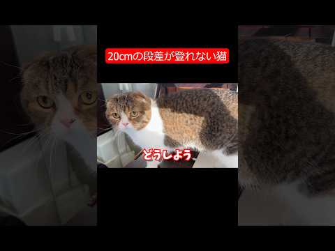 運動音痴すぎる猫 ぽこ太郎 猫 cat サムネイル