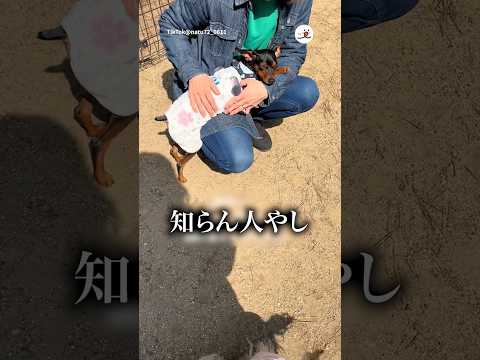 愛犬が知らん人に懐きすぎていた｜PECO サムネイル
