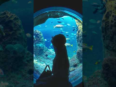 【PV】Enosui Blue ―また、あの青に会いに行こう(2026) aquarium zoo enoshima…