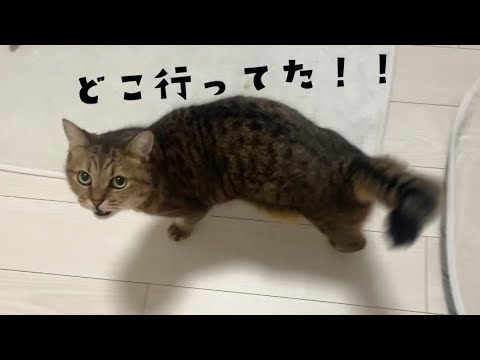 3日ほどお留守番を食らって文句が止まらない猫がこちら… サムネイル