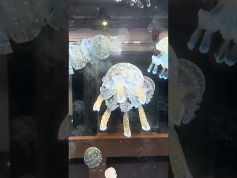 パラオ産タコクラゲ