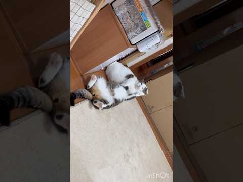 豆大福の蹴られ顔をスローでもう一度 サムネイル