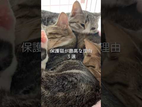 保護猫が最高な理由3選 猫 ねこ 猫のいる暮らし 保護猫 猫のいる生活 猫動画 ねこ動画 保護猫と暮らす 雑学 豆知識…