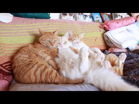 おすわりむぎもふぼー　sitting cat　260107 サムネイル