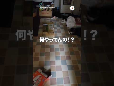 【深夜2時】破魔矢やないか！｜PECO サムネイル