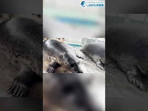 【雪】水族館飼育員のゆるゆるVlog＠しながわ水族館【番外編】 サムネイル