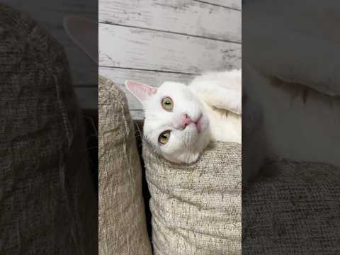 【恐怖】目を開けて眠る猫 サムネイル