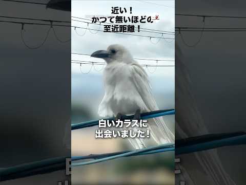 白いカラスに出会いました!|PECO