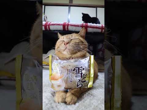 雪どら　黒みつ入り大福＆きなこホイップ　260206　のせ猫　 cat ねこ 猫のいる暮らし　 cute　 ネコ　 猫… サムネイル