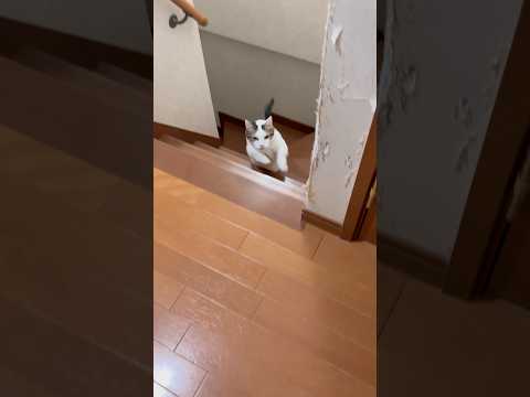 意外と軽やか サムネイル