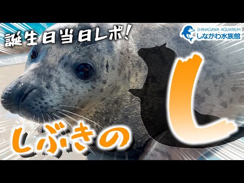 しぶきの誕生日～飼育員トークダイジェスト～＠しながわ水族館【ゴマフアザラシ】 サムネイル