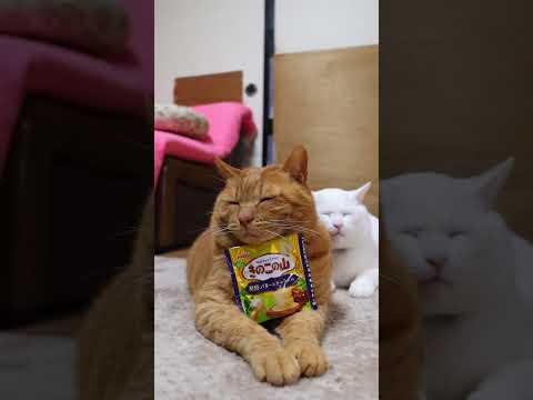 きのこの山発酵バター＆キャラメル　260114　のせ猫　 cat cute 猫のいる暮らし　 ねこ　 ネコ　 猫のいる… サムネイル