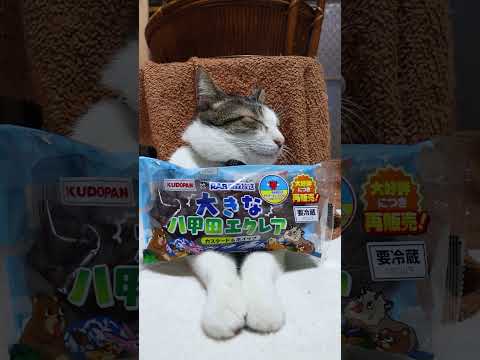 大きな八甲田エクレア　260209　のせ猫　 cat ねこ cute　 猫のいる暮らし　 ネコ　 kitten　 ki… サムネイル
