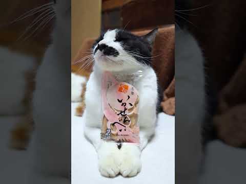 元祖 すが田のいかせんべい　260120　のせ猫　 cat cute cutecat　 pets ネコ funny… サムネイル